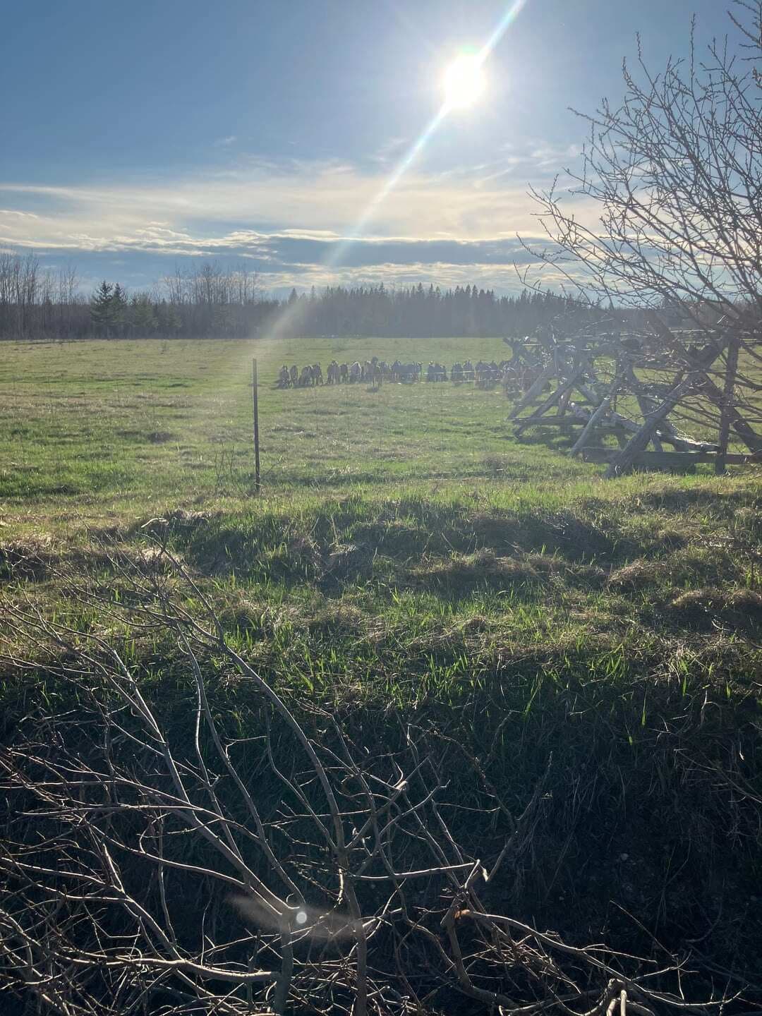 Welcome to Nubians North