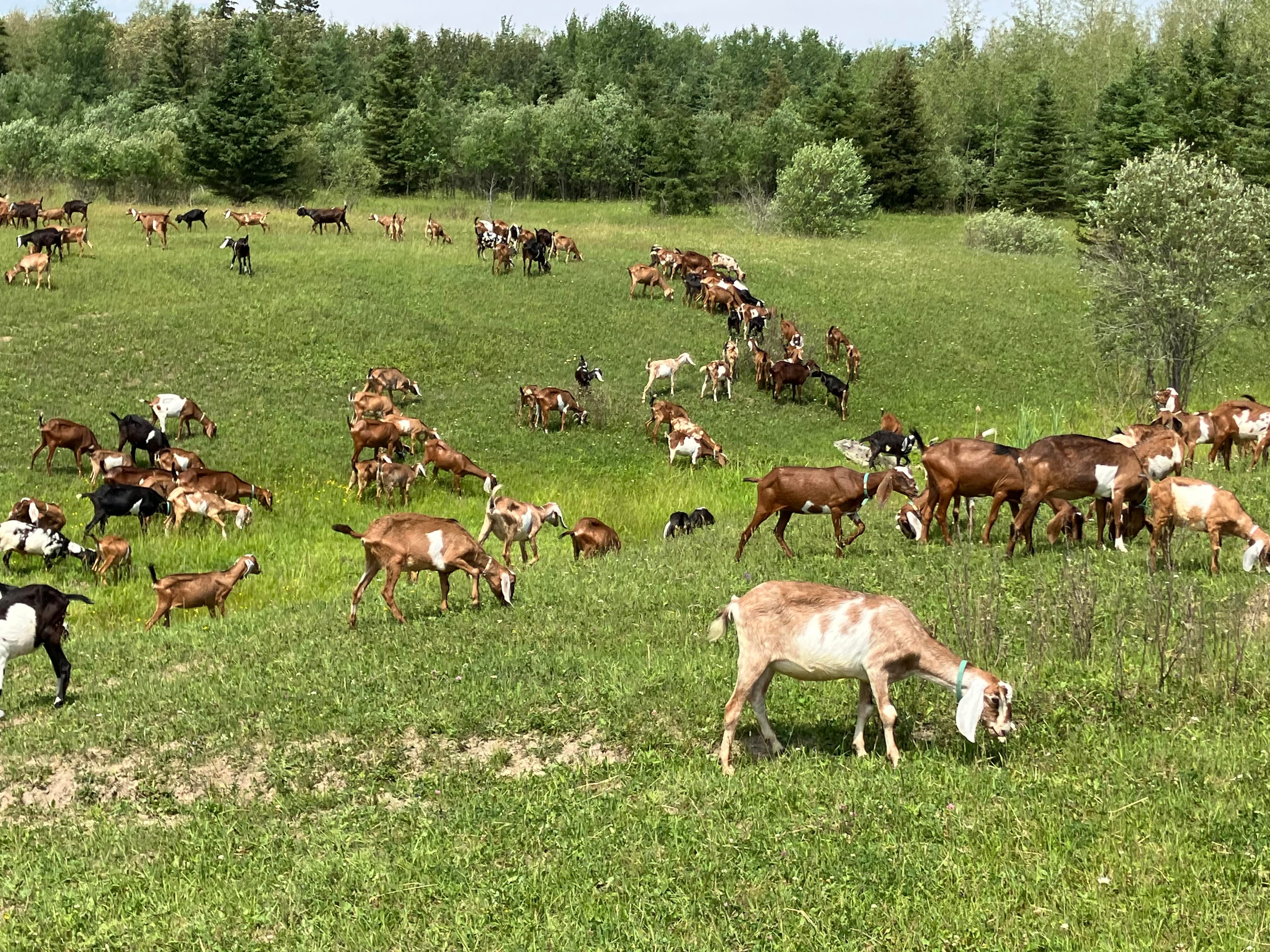 Nubian Goat Milk Soap